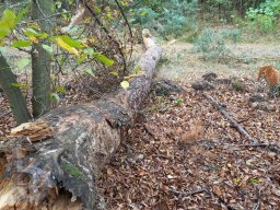 |Einhausen|Jägersburger-Wald|Waldschaden|Entwurzelt-Umgestürzt|