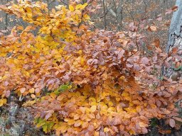 |Einhausen|Jägersburger-Wald|Baumblüte|Herbst|