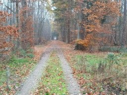 | Einhausen | Jägersburger-Wald | Panorama | Waldweg