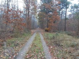 | Einhausen | Jägersburger-Wald | Panorama | Waldweg