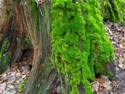 |Einhausen|Jägersburger-Wald|Baumstamm|Moos|