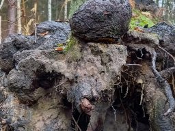 | Einhausen | Jägersburger-Wald | Waldschaden | Entwurzelt-Umgestürzt |