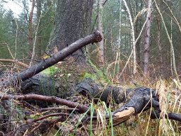 | Einhausen | Jägersburger-Wald | Waldschaden | Entwurzelt-Umgestürzt |