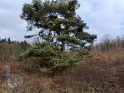 |Einhausen|Jägersburger-Wald|Baum|Kiefer|