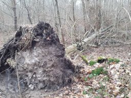 |Einhausen|Jägersburger-Wald|Waldschaden|Entwurzelt-Umgestürzt|