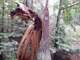 |Einhausen|Jägersburger-Wald|Waldschaden|Bruch-Baumstamm|