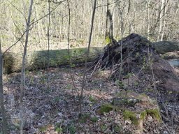 |Einhausen|Jägersburger-Wald|Waldschaden|Entwurzelt-Umgestürzt|