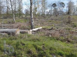 |Einhausen|Jägersburger-Wald|Waldschaden|Bruch-Baumstamm|