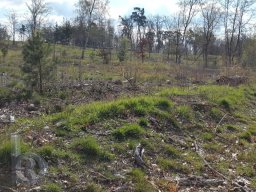 |Einhausen|Jägersburger-Wald|Waldschaden|Kahlschlag|