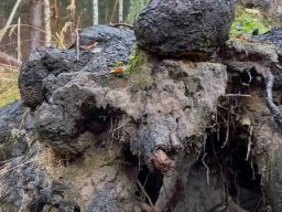 |Einhausen|Jägersburger-Wald|Waldschaden|Entwurzelt-Umgestürzt|