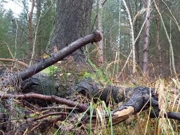 |Einhausen|Jägersburger-Wald|Waldschaden|Bruch-Baumstamm|