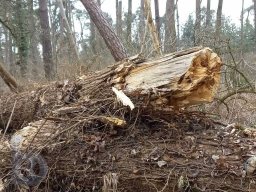 |Einhausen|Jägersburger-Wald|Waldschaden|Bruch-Baumstamm|