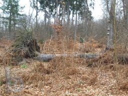 |Einhausen|Jägersburger-Wald|Waldschaden|Entwurzelt-Umgestürzt|